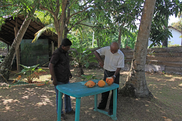 Kingcoconut bereiden